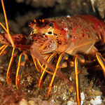 California Rock Lobster (Panulirus interruptus)